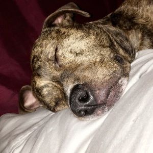 Meet your Posher, Lilly